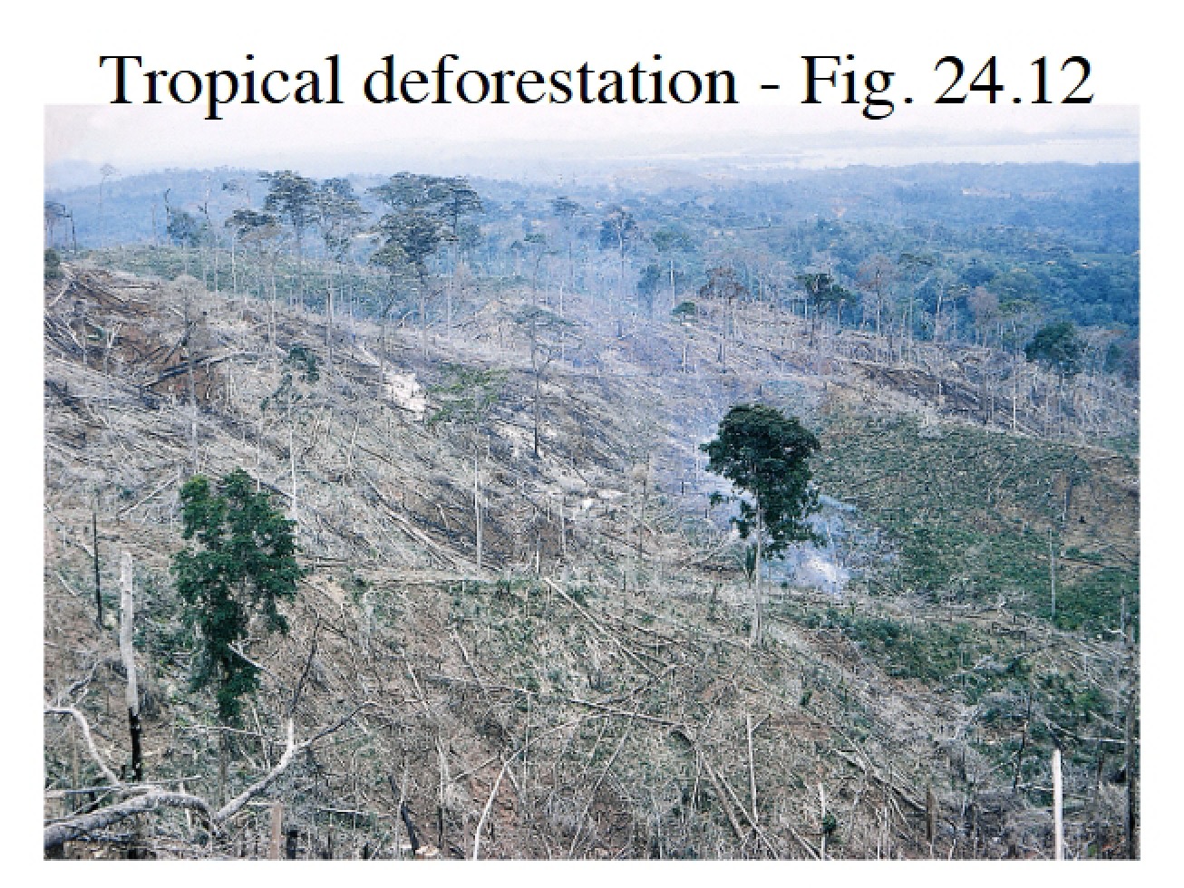 Overview of Tropical Deforestation