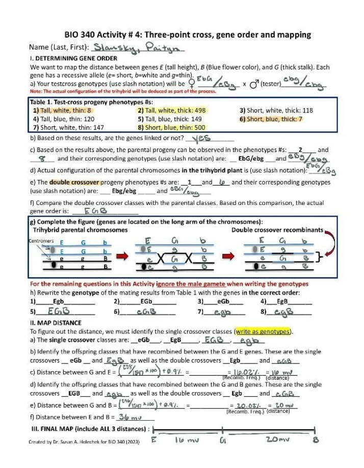 Mapping and Determining Gene Order - Three-Point Cross