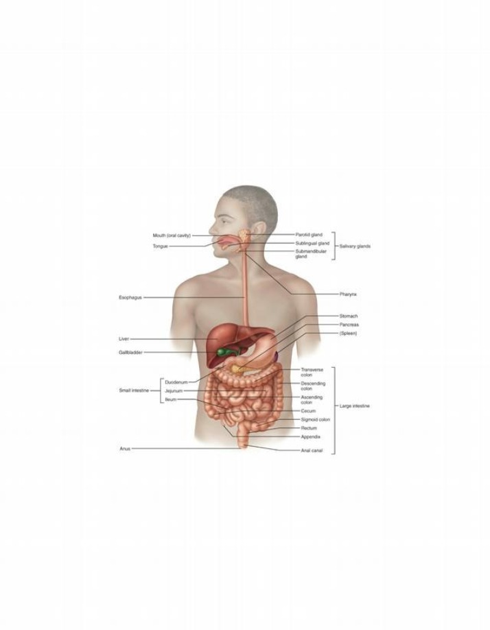 Anatomy Overview of the Digestive System