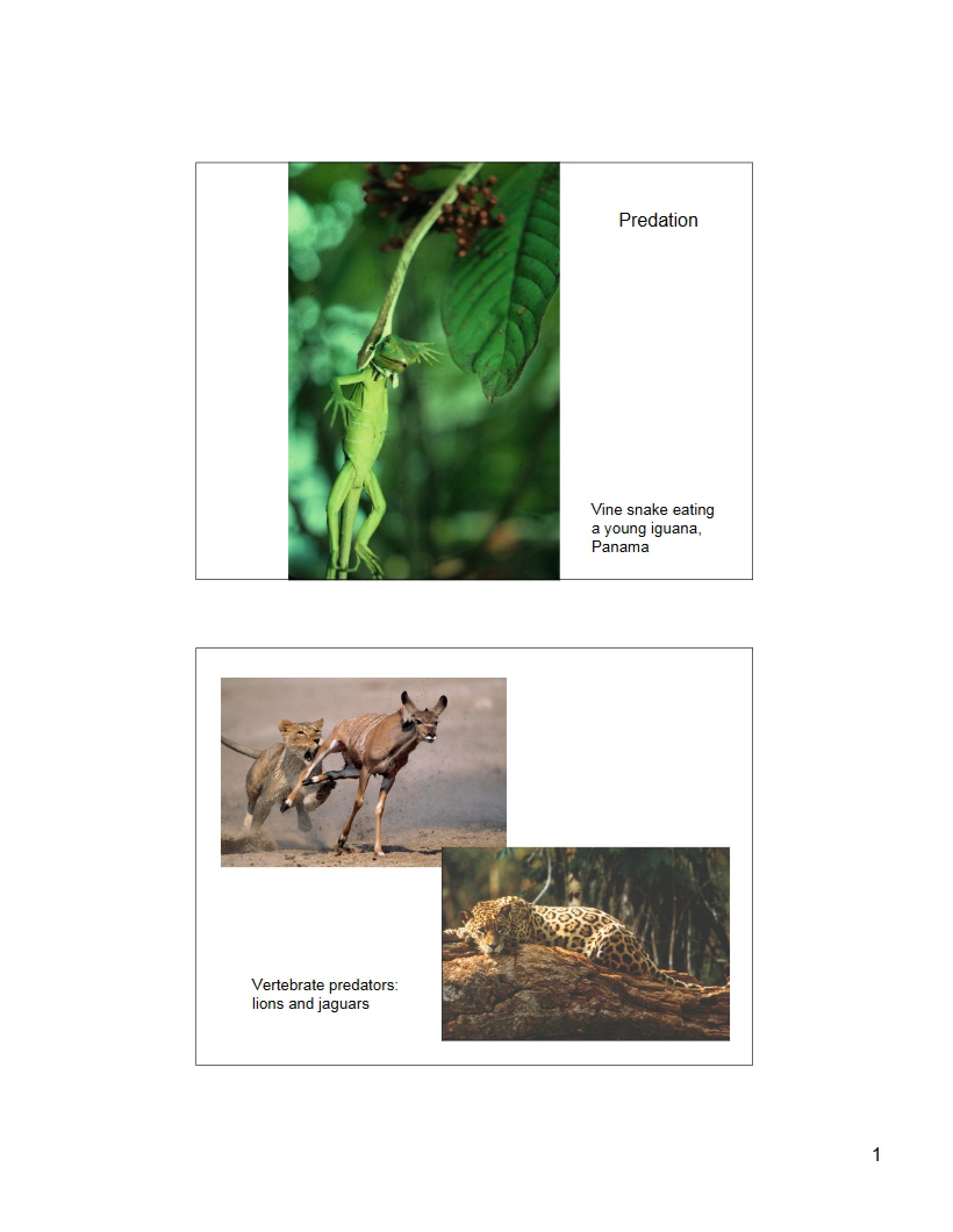 Predator-Prey Dynamics
