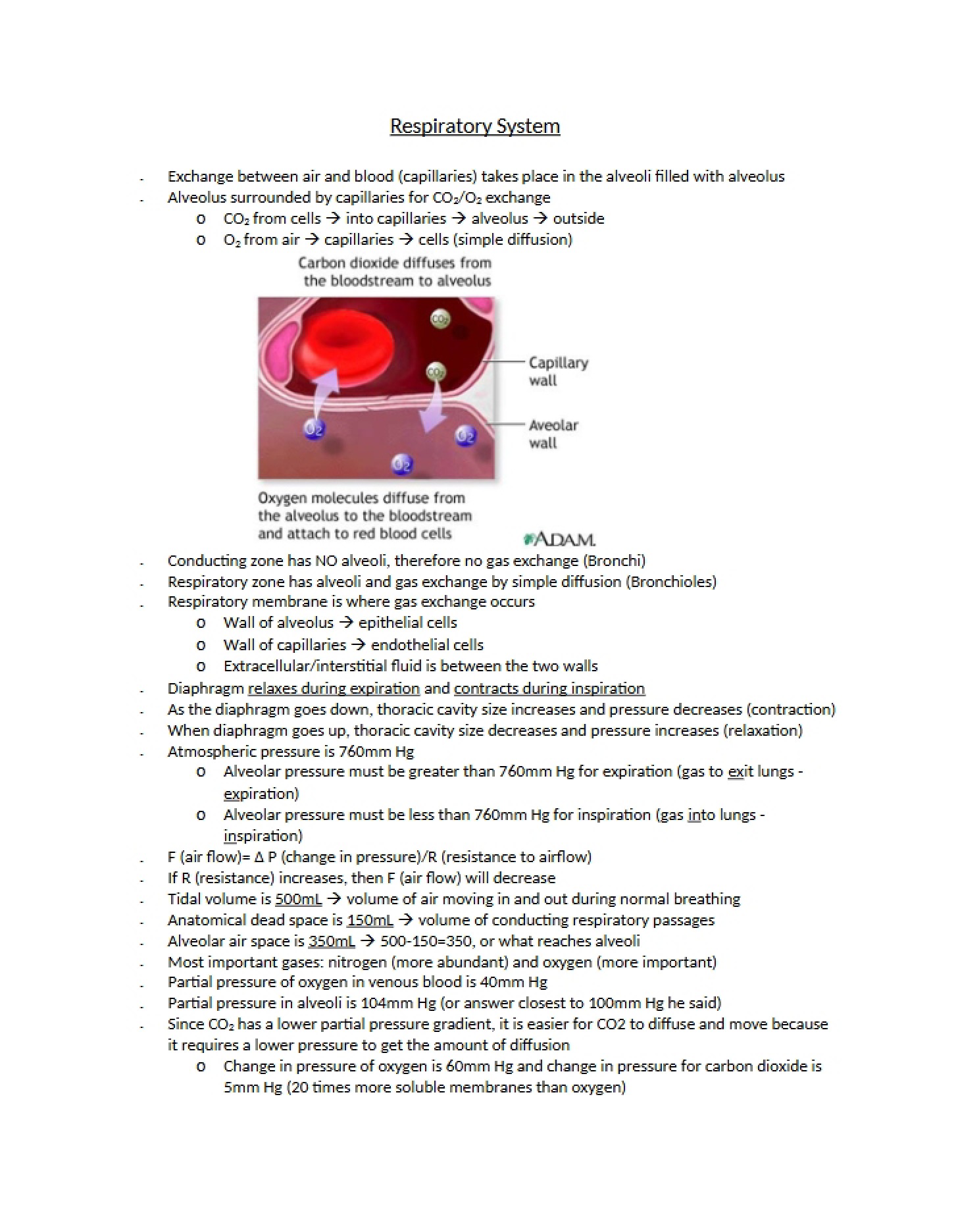 Respiratory System Study