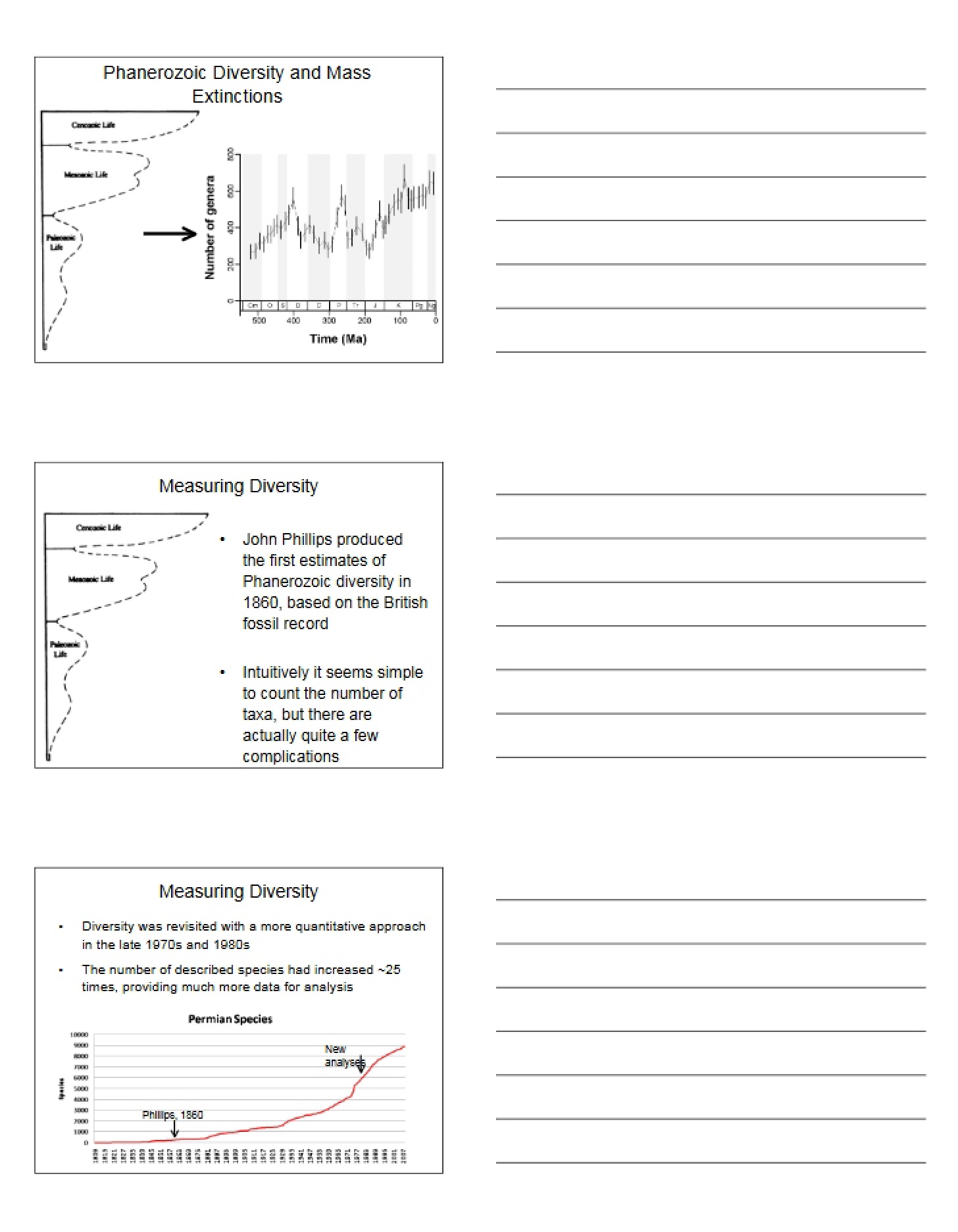 Mass Extinctions and Diversity in the Phanerozoic