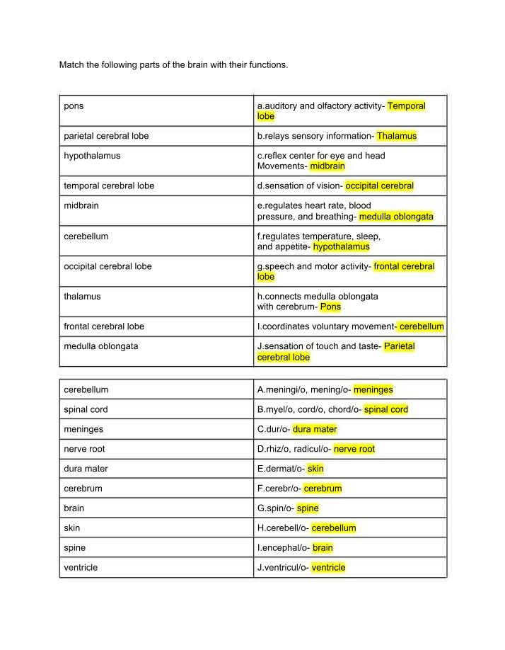 Brain Parts and Their Functions