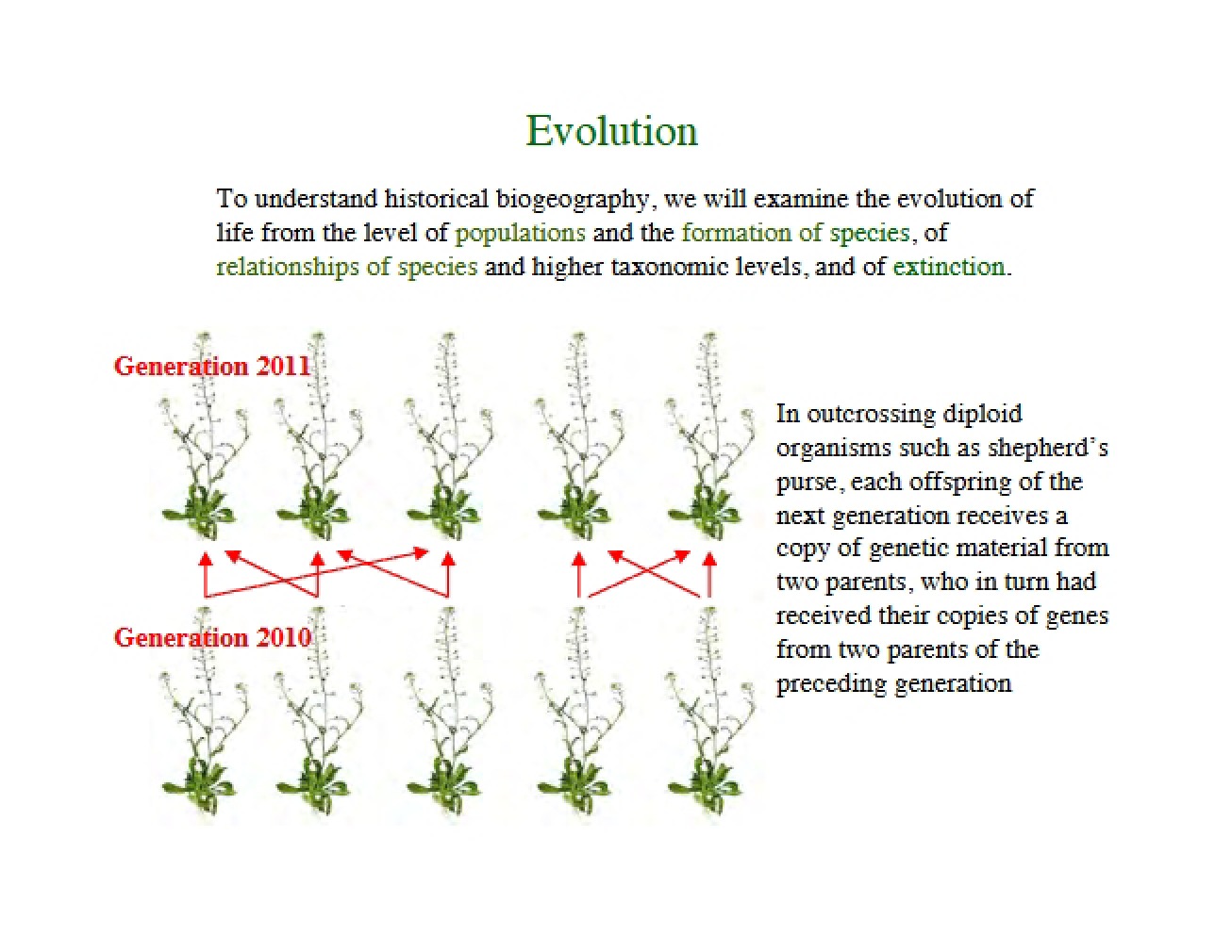 Study Notes on Evolution