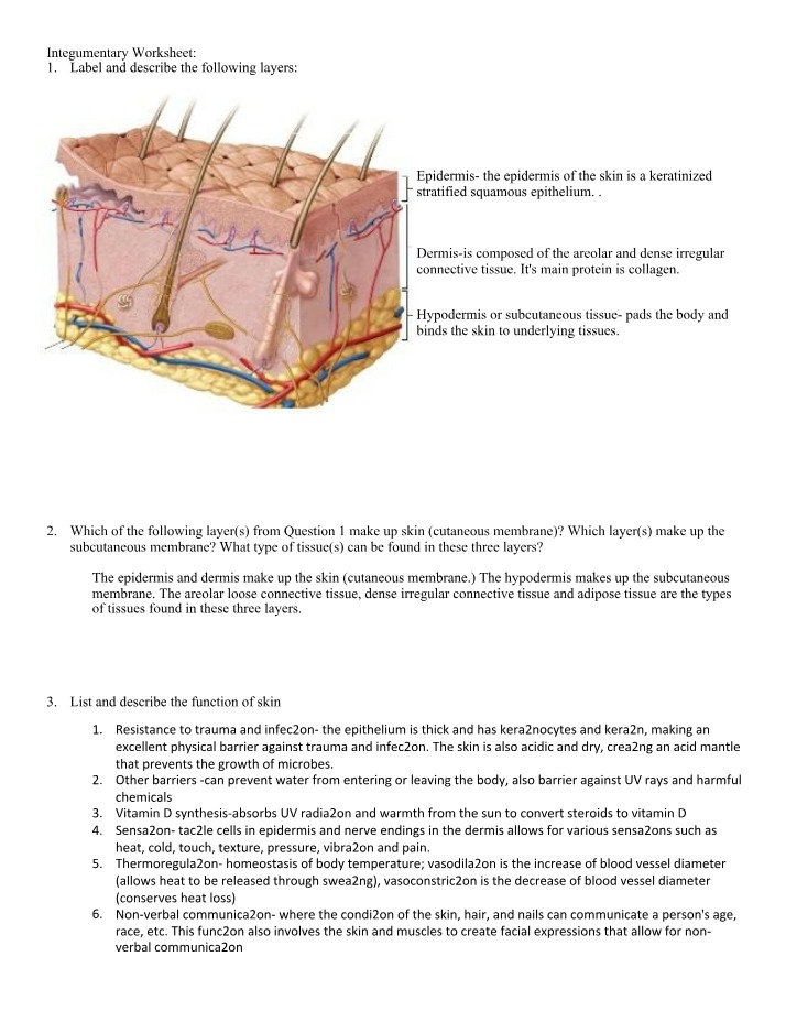 Integumentary System Worksheet