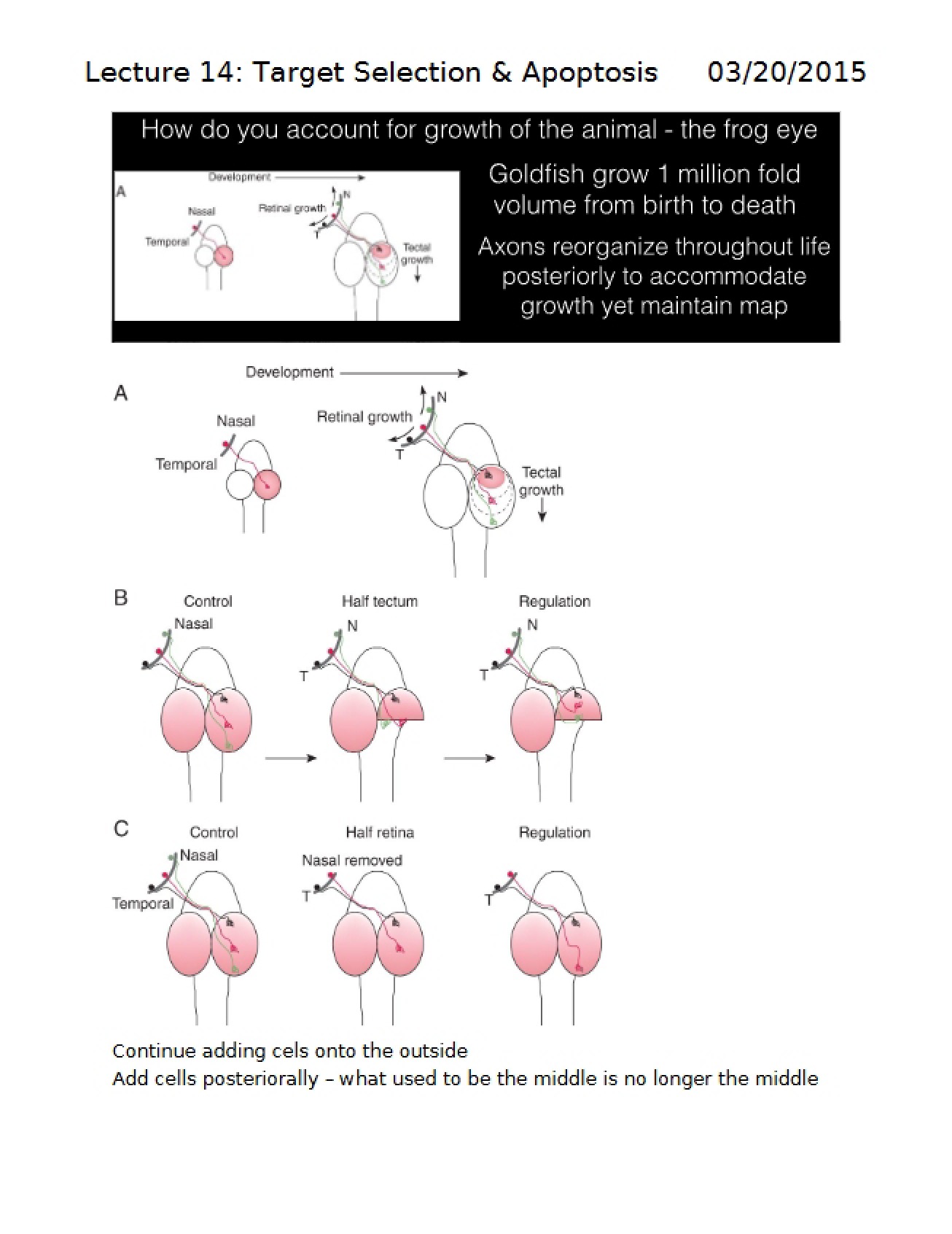 Apoptosis and Target Selection Lecture 14
