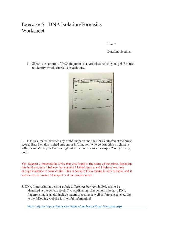 Worksheet on DNA Isolation and Forensics