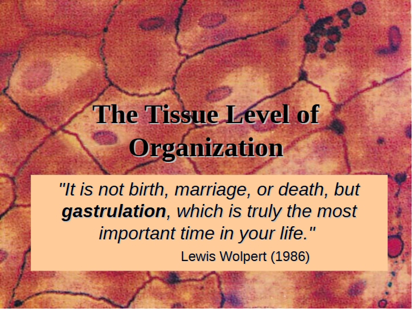 Organization at Tissue Level