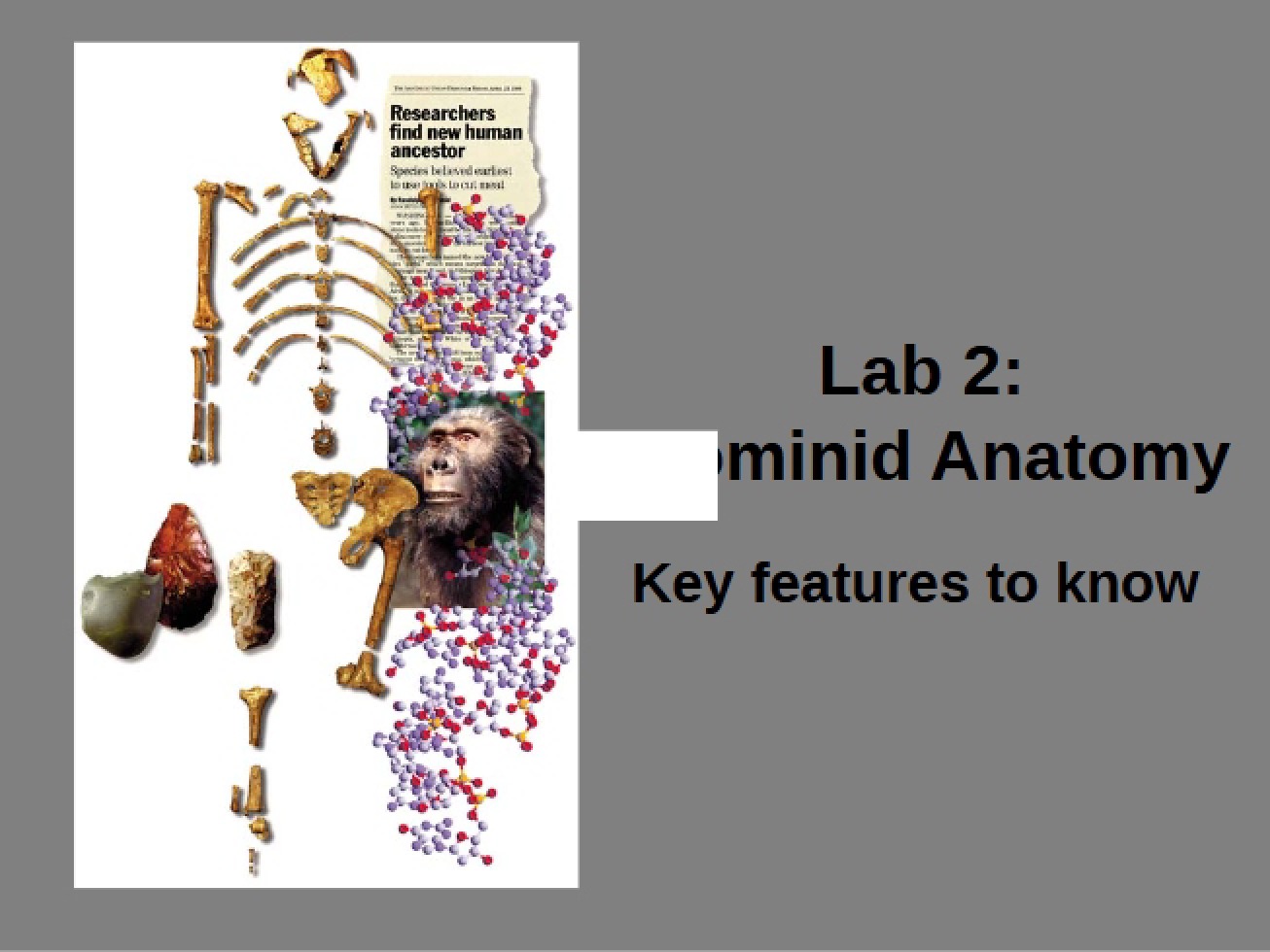 Hominid Anatomy Laboratory Two