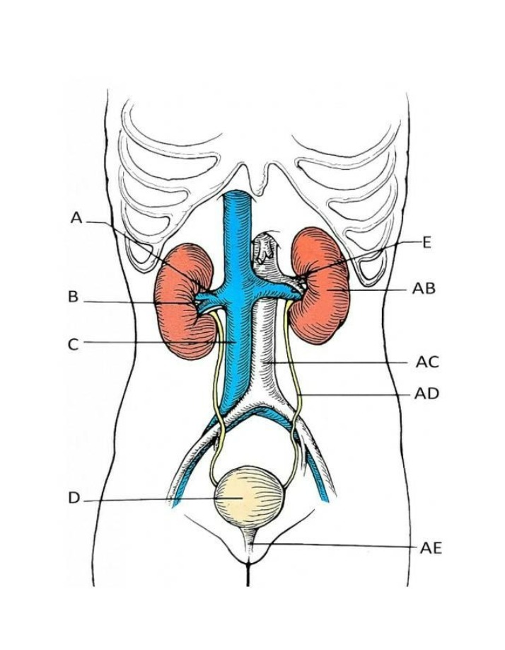 Urinary System Labeling Exercise