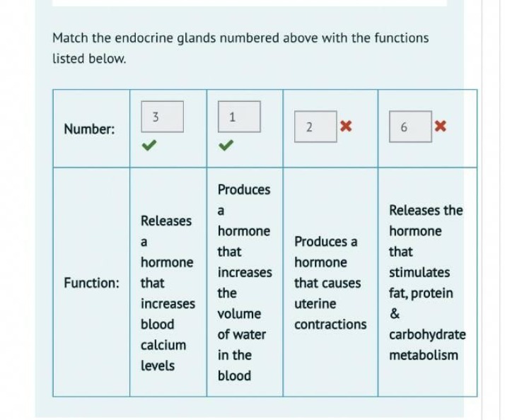 Matching Exercise - Endocrine Glands Functions