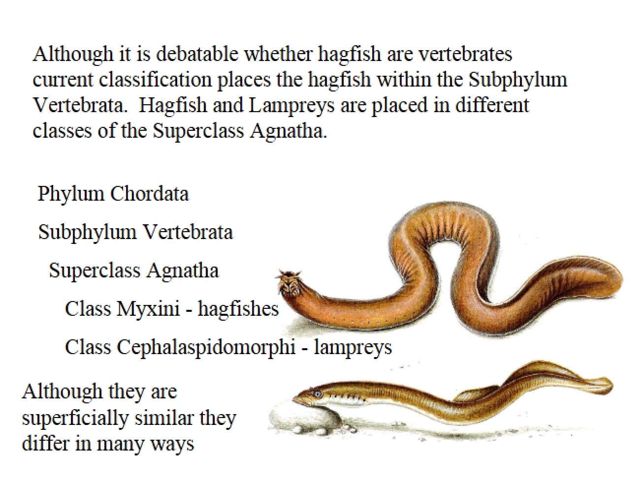 Fishes of Primitive Origin