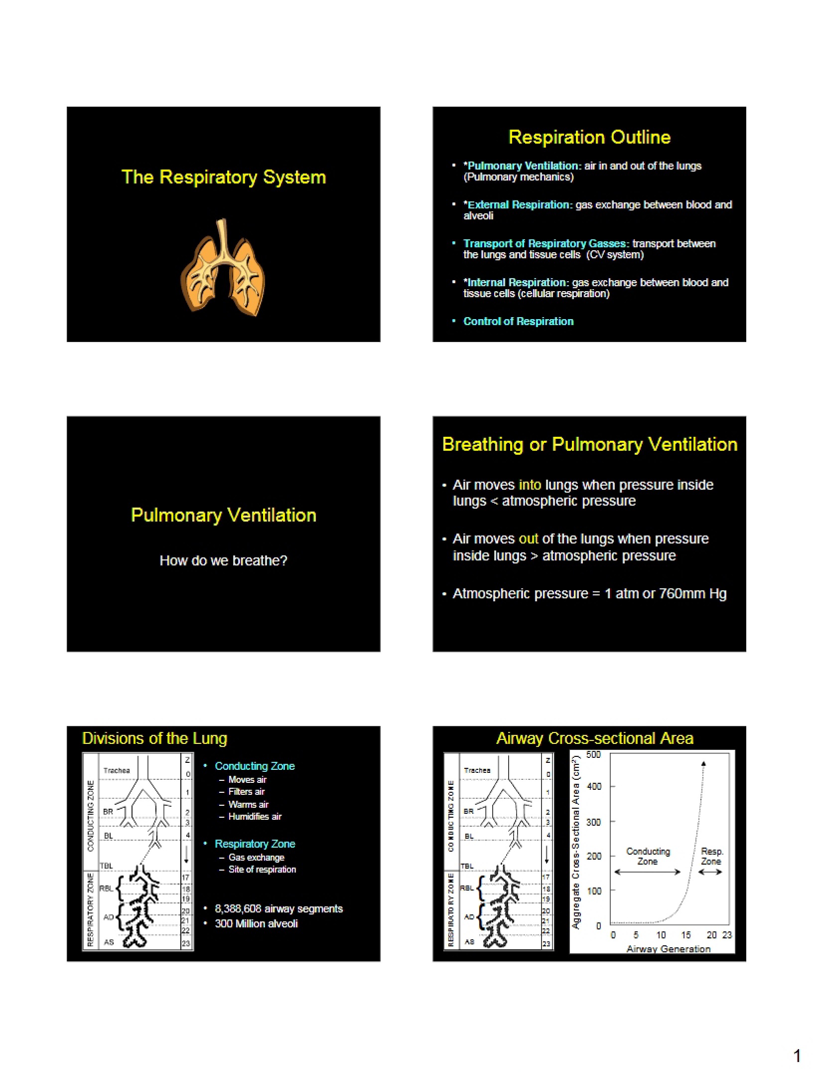 Respiratory System Part 1
