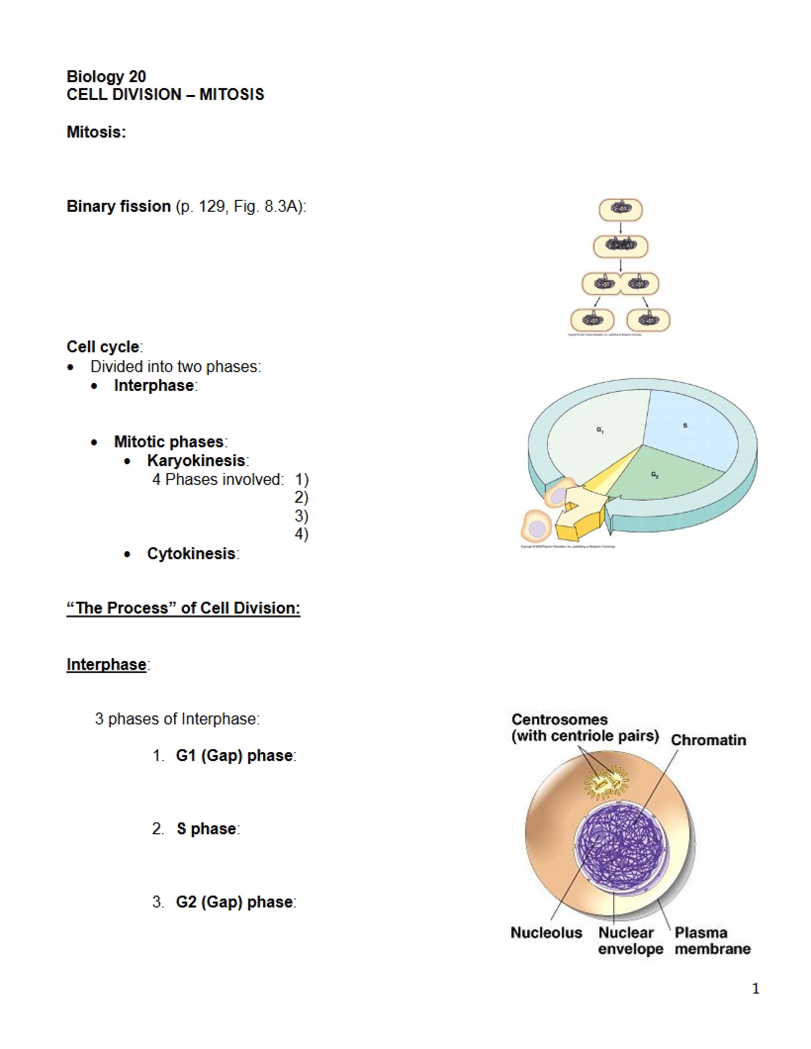 Process of Mitosis
