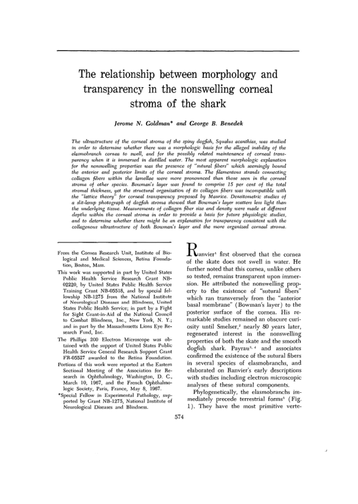 Shark Cornea Stroma Transparency and Morphology Relationship