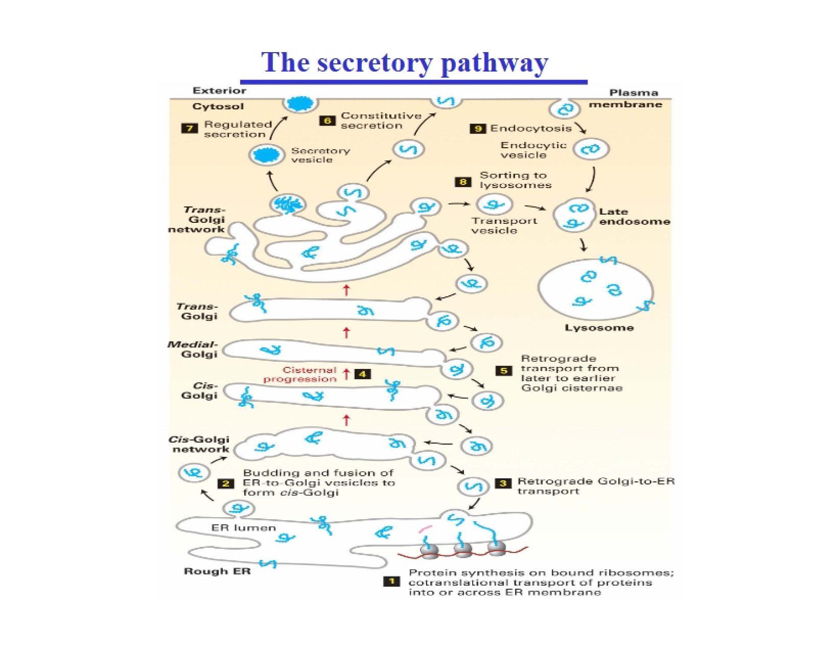 Pathway of Secretion