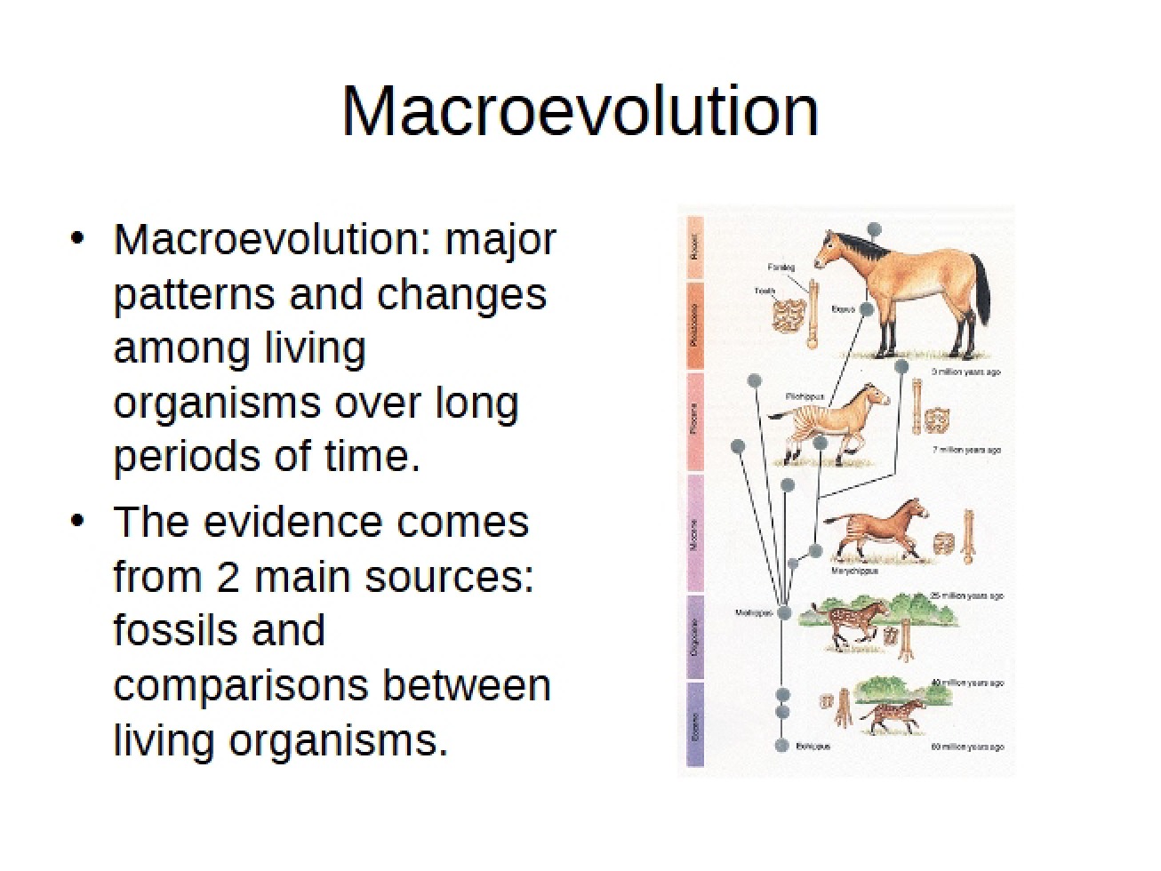 Macro-Evolutionary Concepts