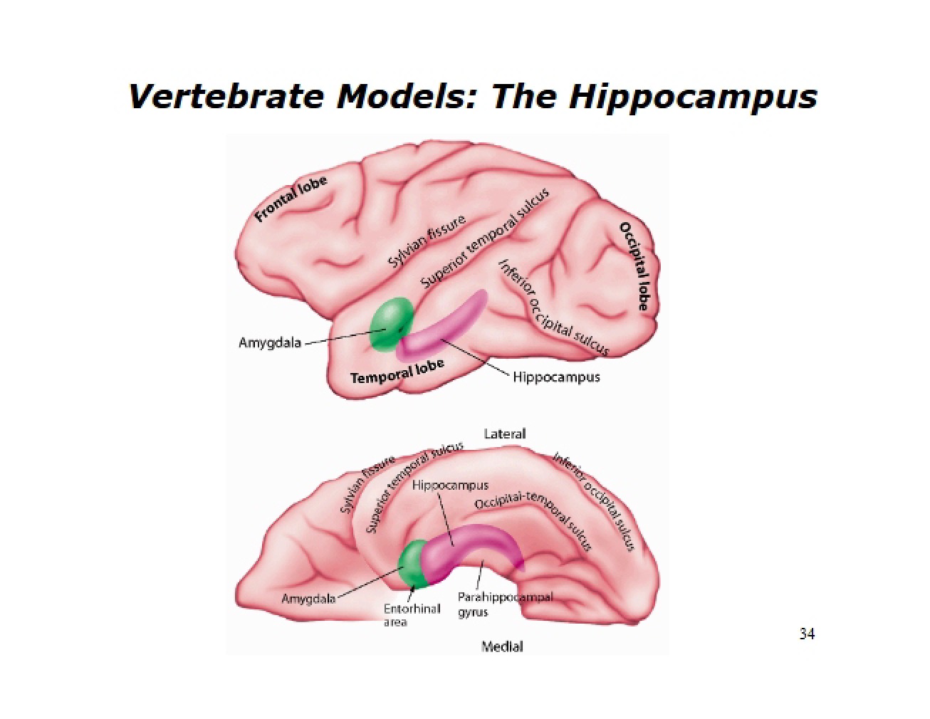 Hippocampus Vertebrate Models