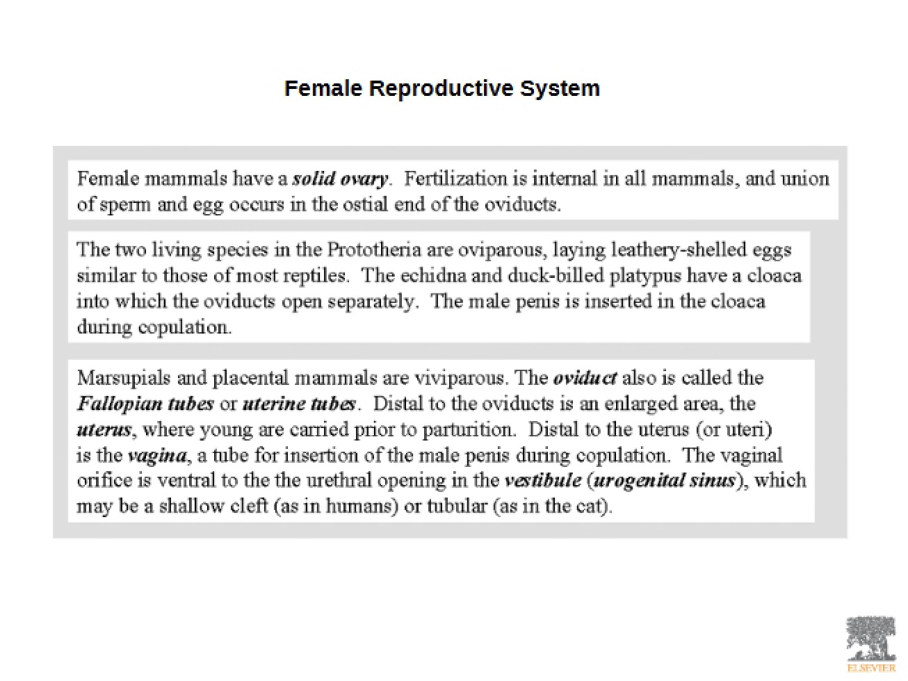 Lecture on the Female Reproductive System