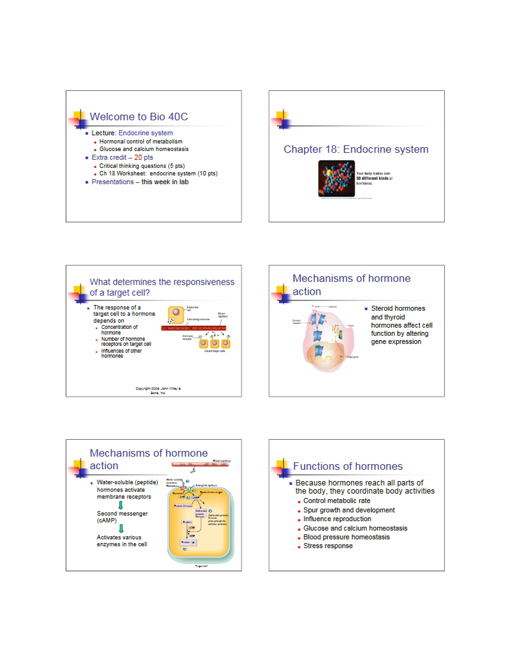 System of the Endocrine (Ch 18)