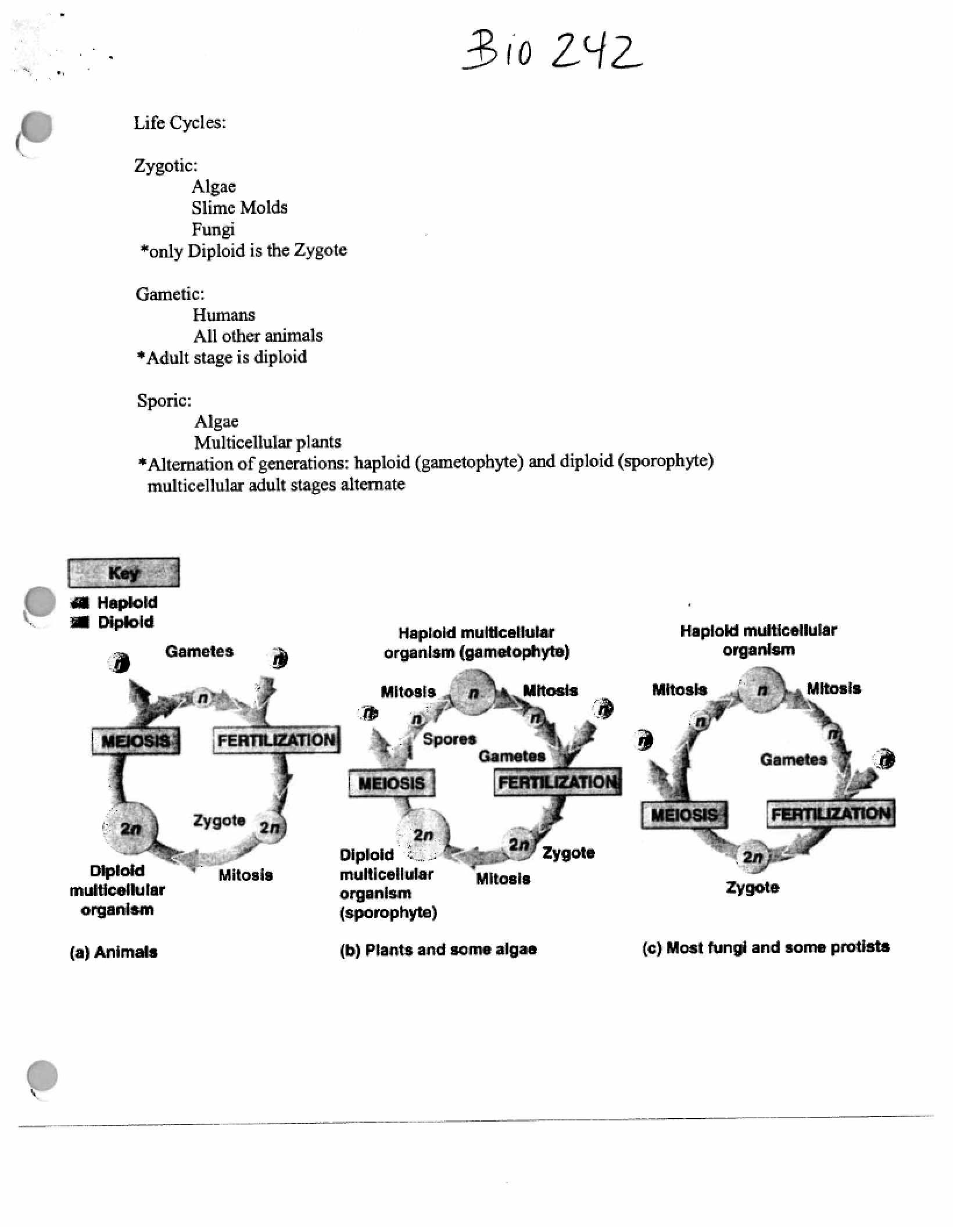 Cycles of Life