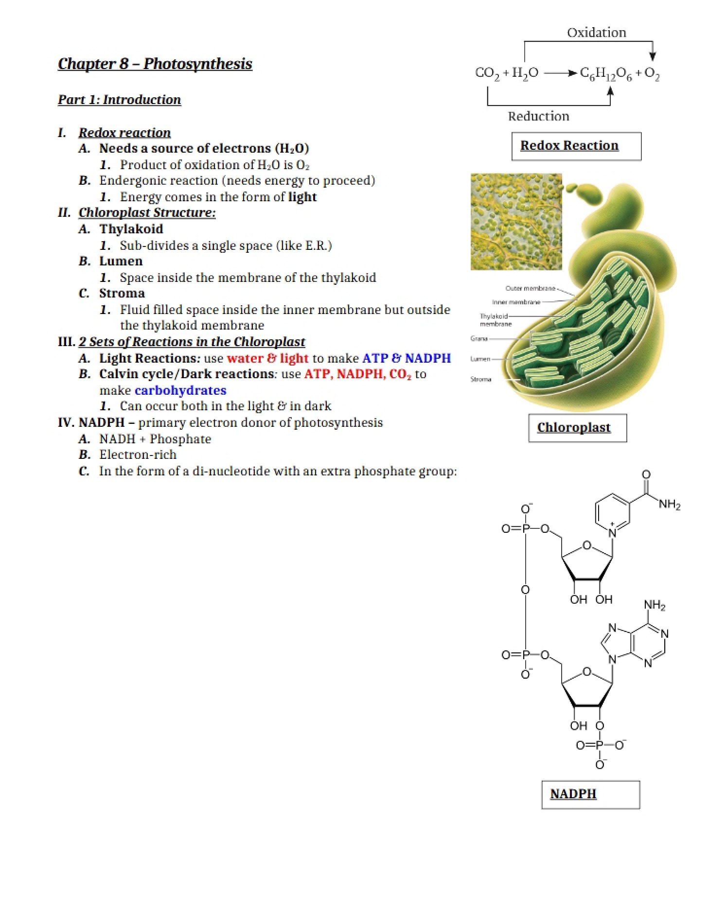 Photosynthesis Overview (Ch 8)