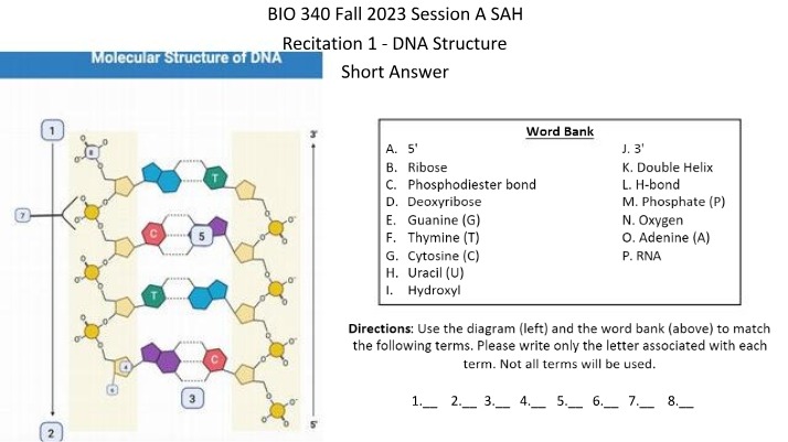 Recitation 1 - DNA Structure Short Answer