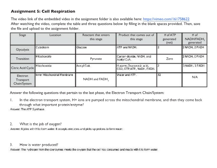Cell Respiration Assignment 5