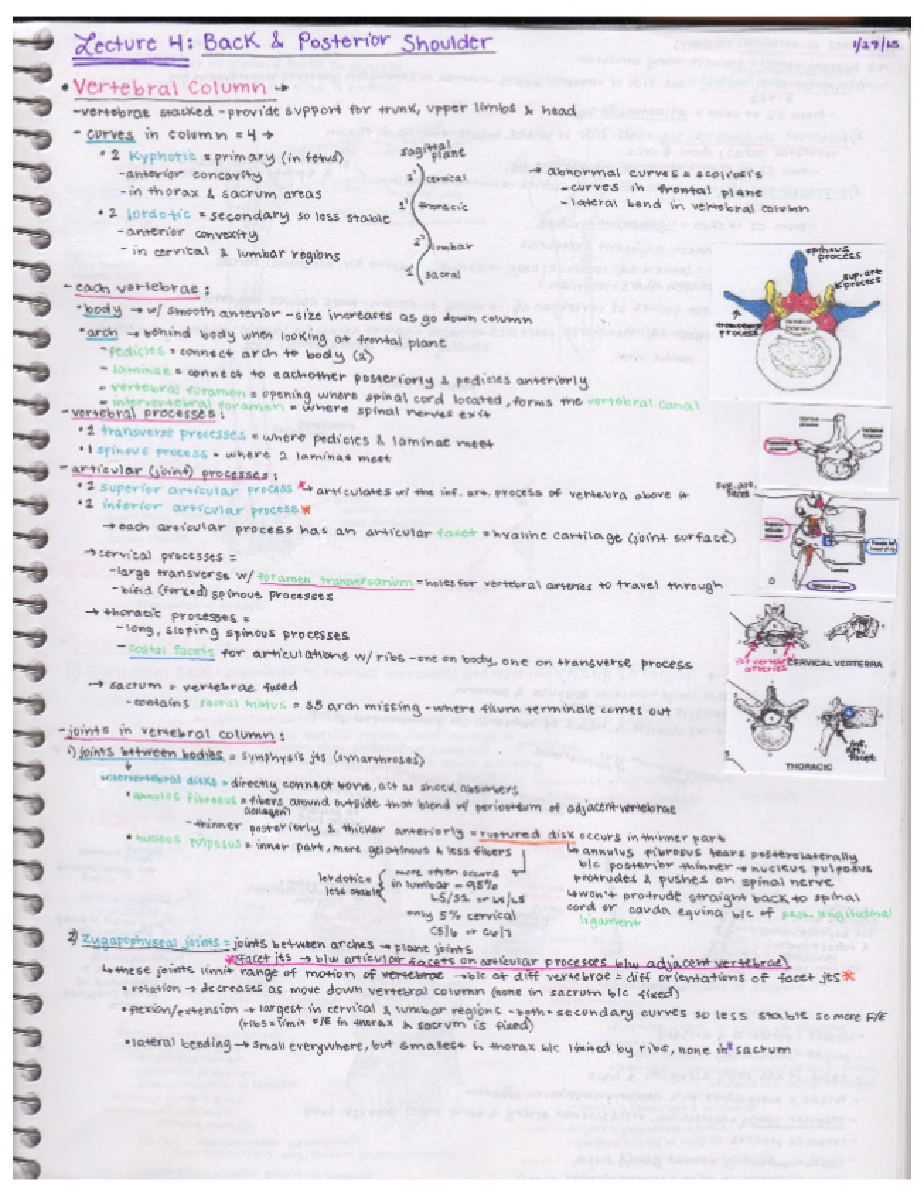 Anatomy Class Notes Part 7