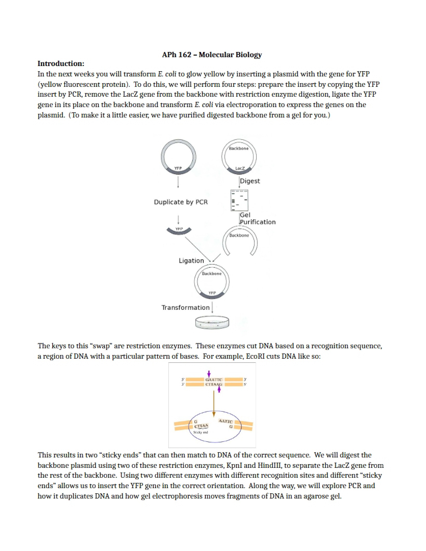 Studies in Molecular Biology