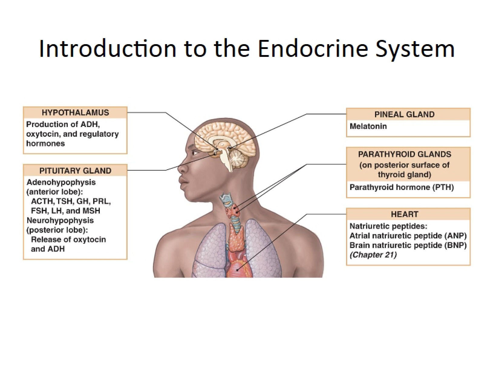 Endocrine System Overview