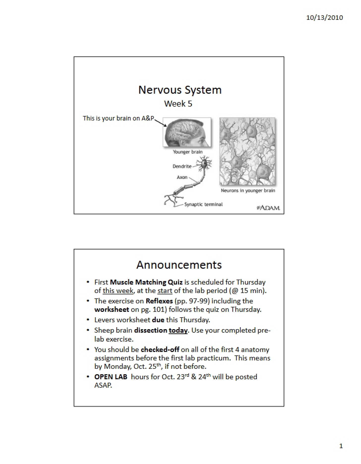System of Nerves