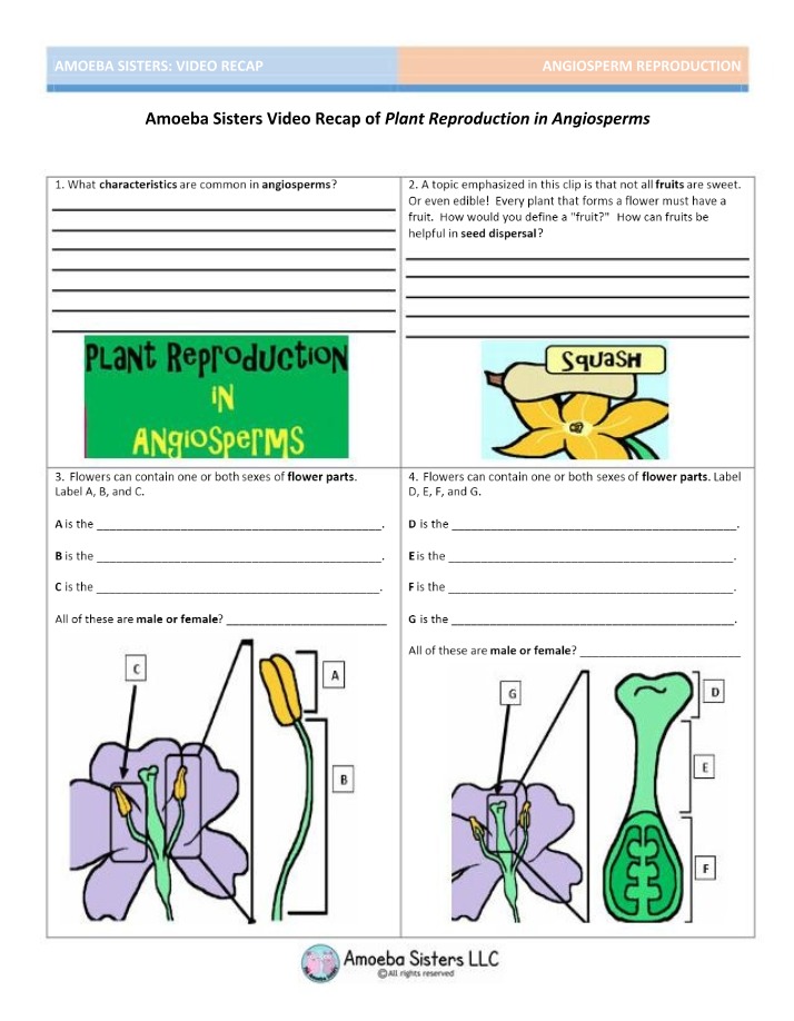 Video Recap - Angiosperm Reproduction
