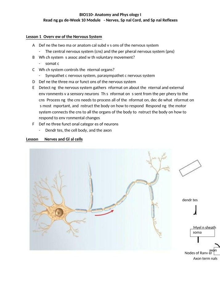 Reading Guide - Nerves, Spinal Cord, and Spinal Reflexes (Module 5)