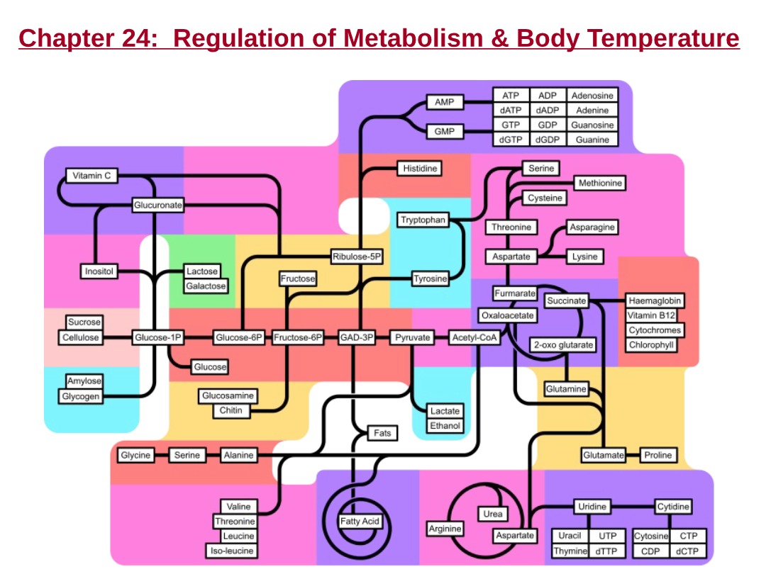 Notes on Regulation of Metabolism and Body Temperature (Chapter 24)
