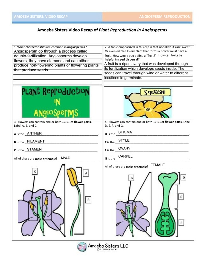 Worksheet on Angiosperms