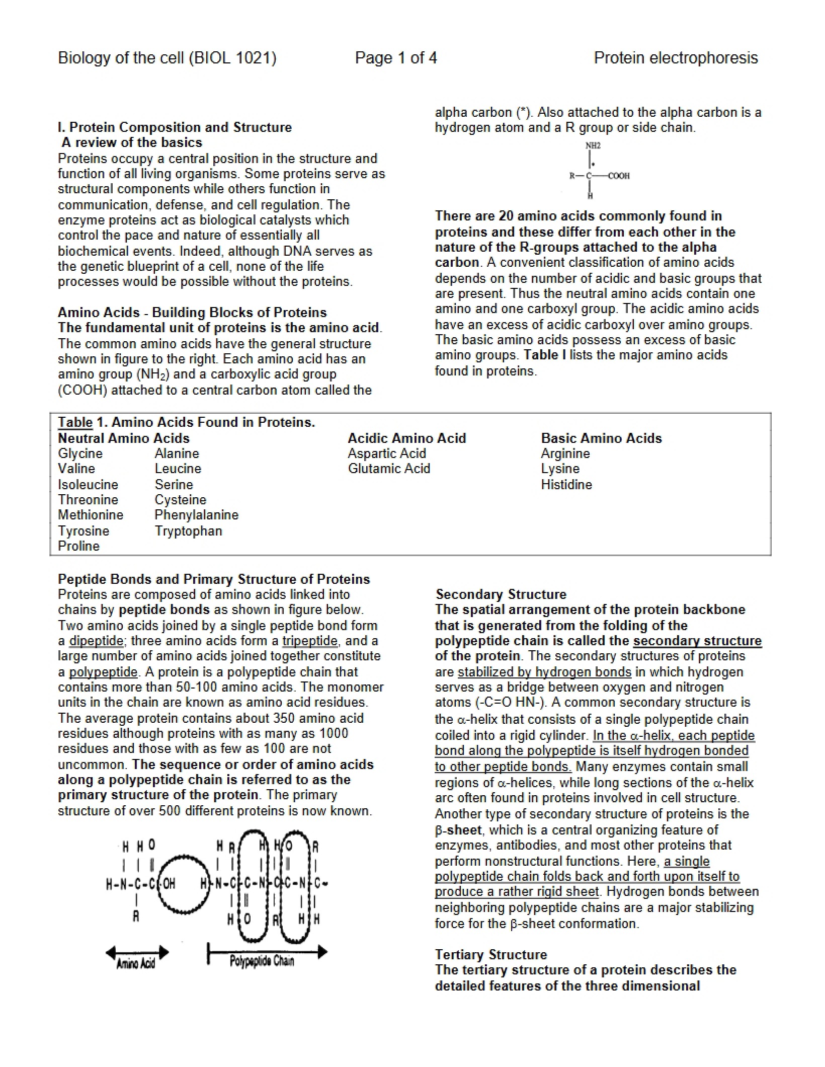 Lab Exercise Protein Electrophoresis