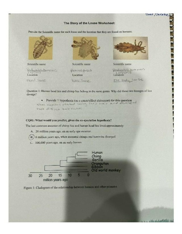 The Story of the Louse Worksheet Final