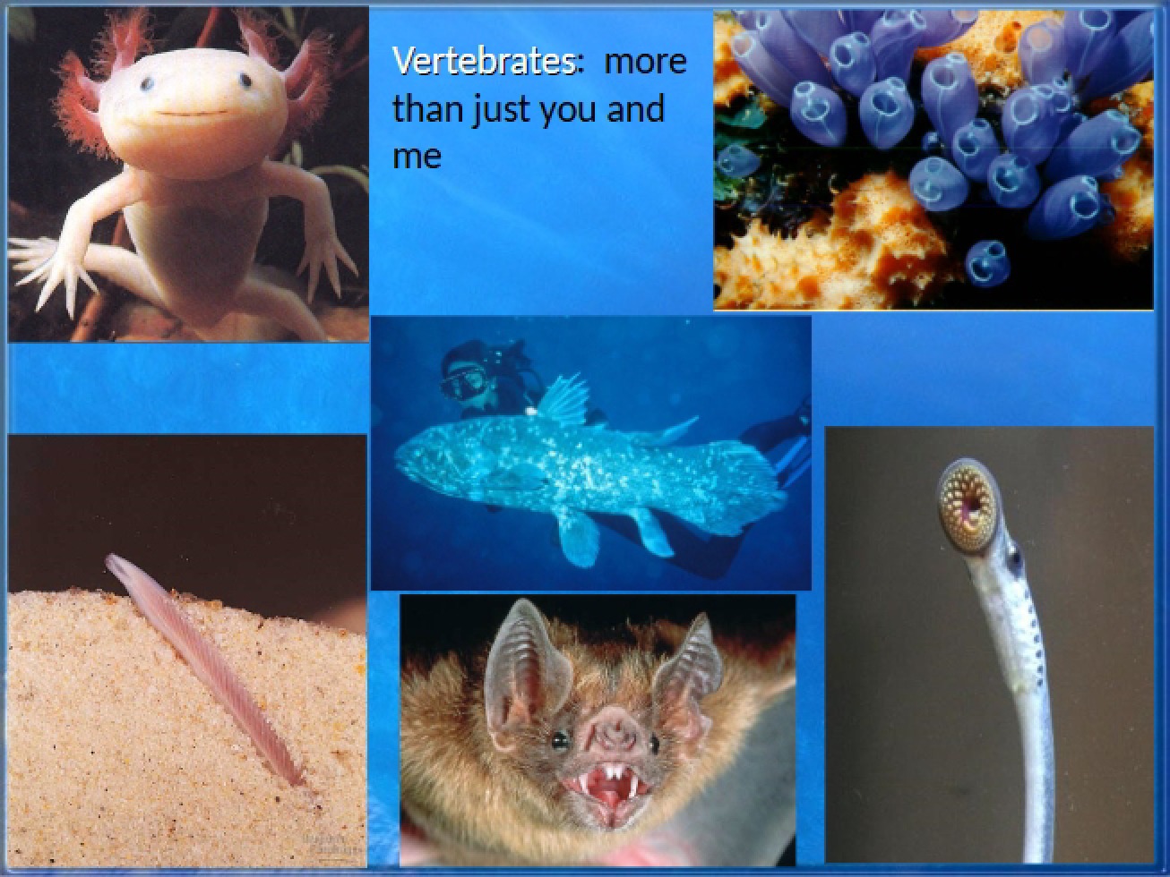 Vertebrates Chapter 34