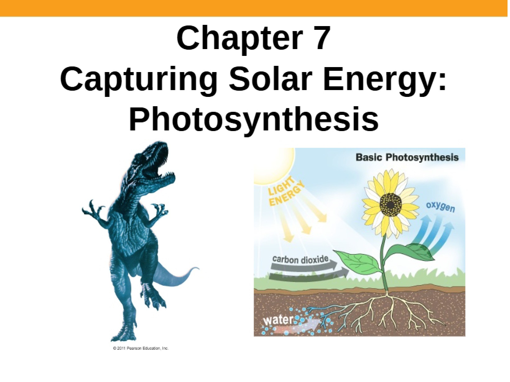 Chapter 7 Summary