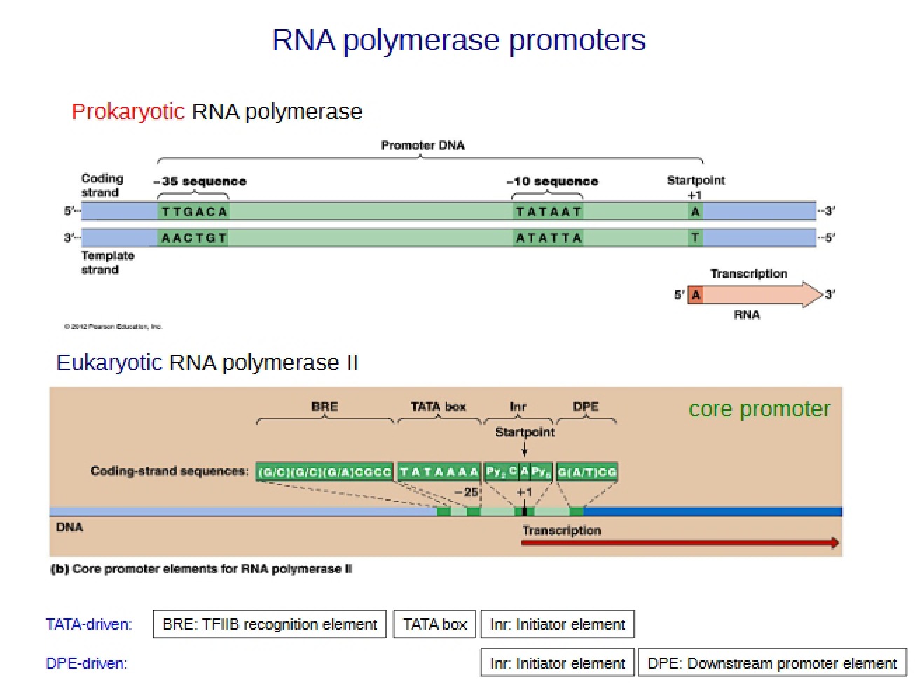 Additional Eukaryotic Transcription Review
