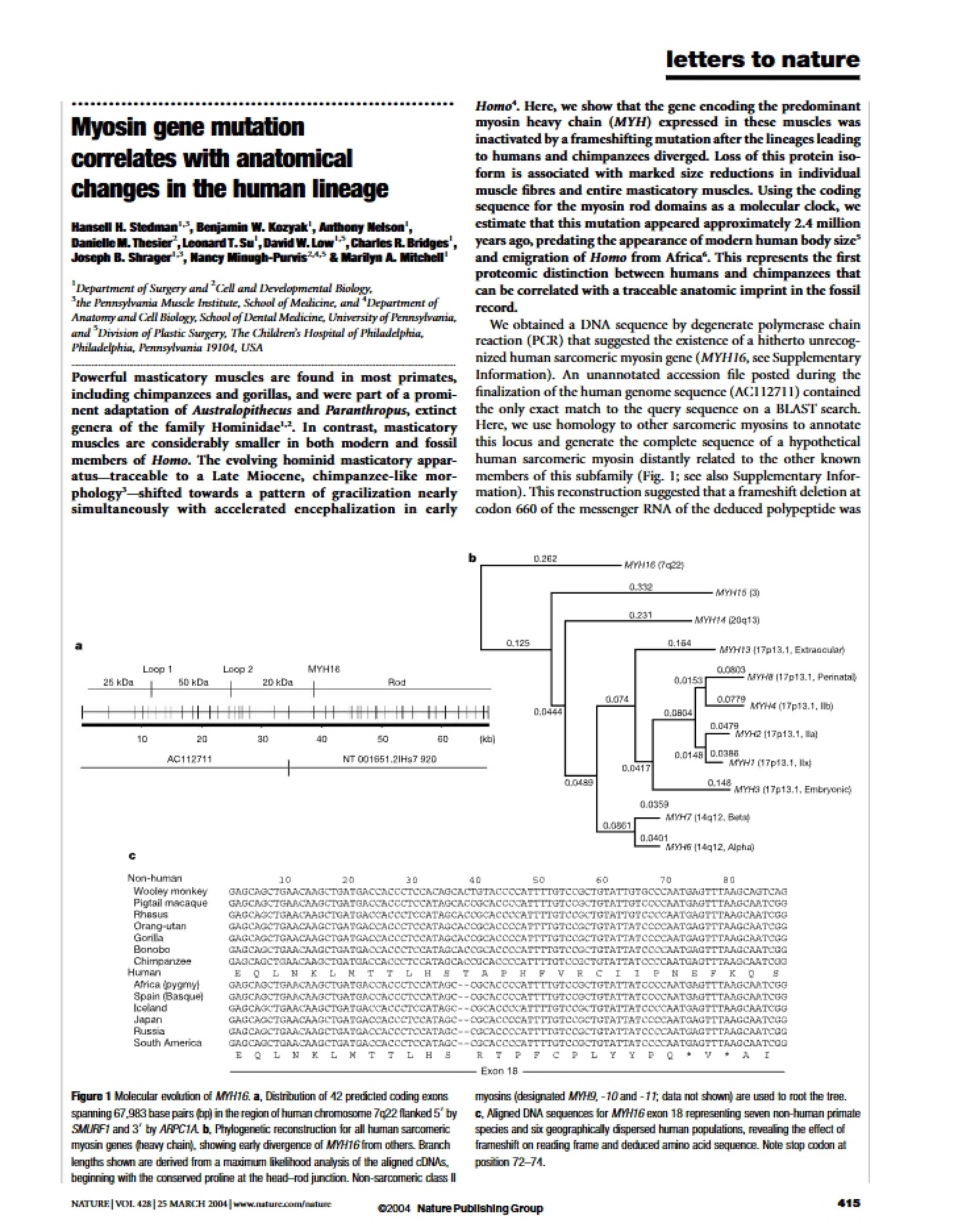 Anatomical Changes in Human Lineage Linked to Myosin Mutation