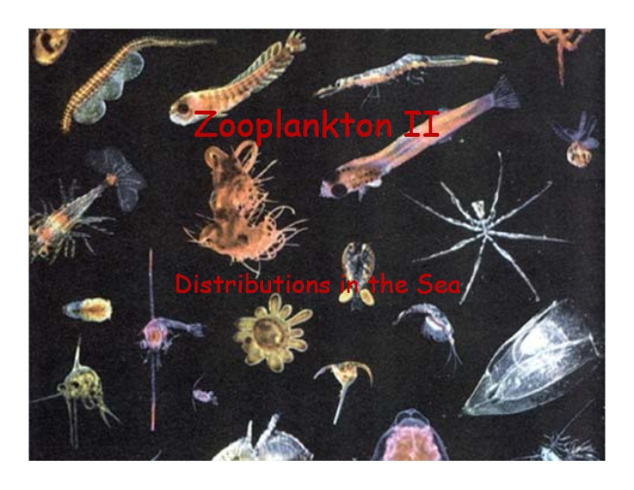 Zooplankton 2, August 29