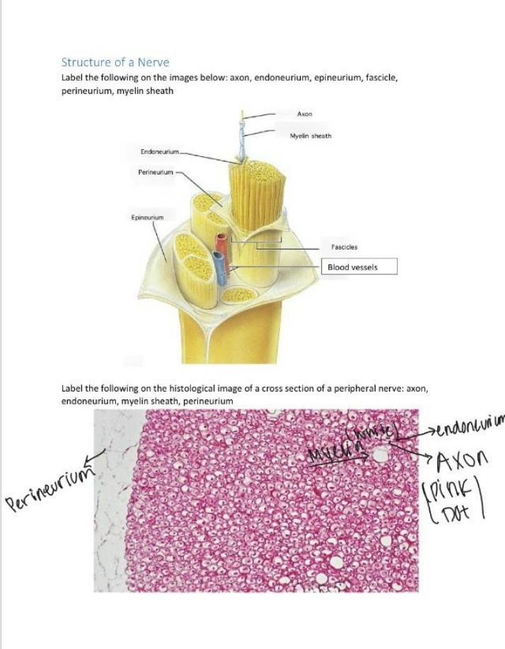 Nerve Structure