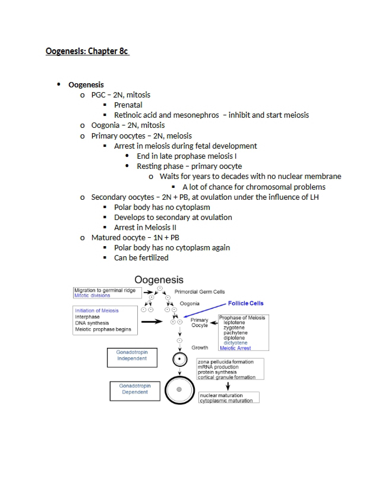 Chapter 8c Process of Oogenesis