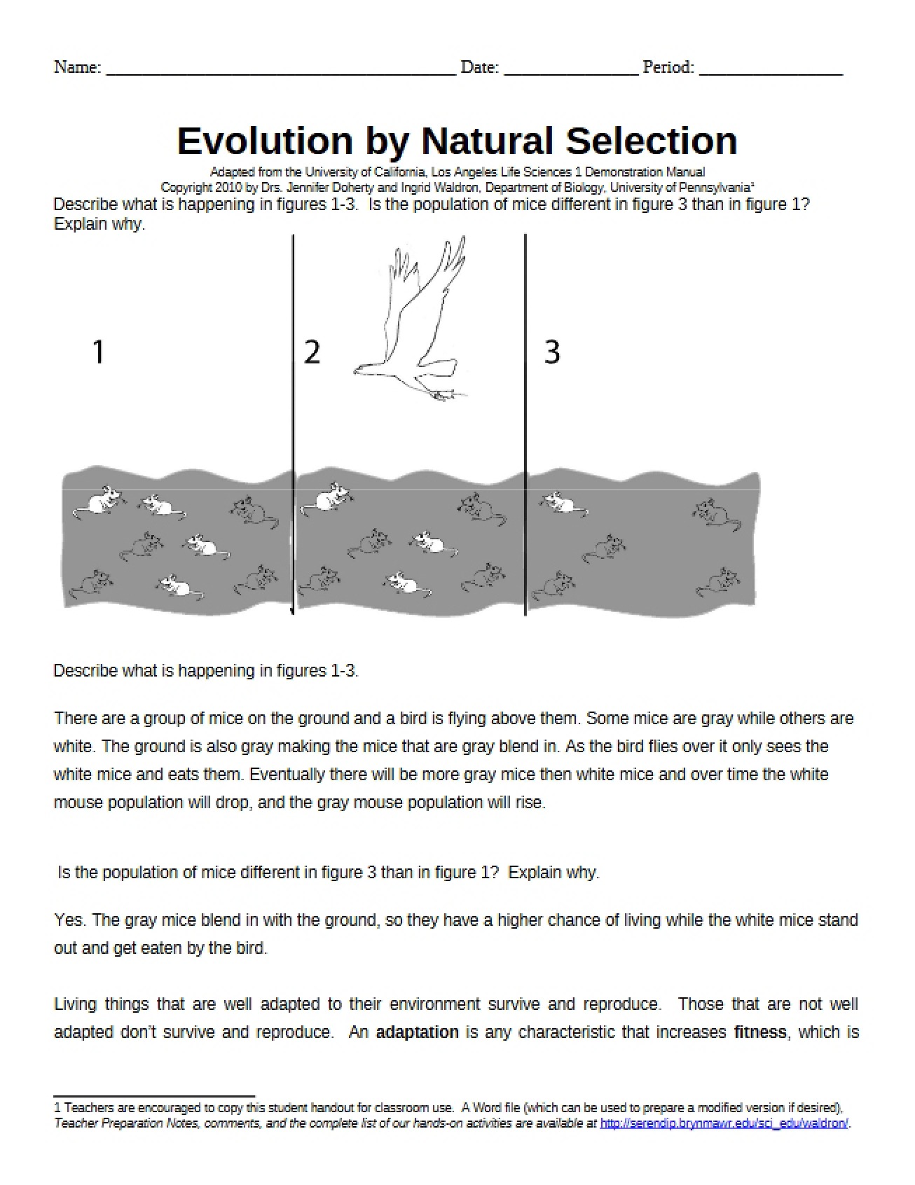 Natural Selection Evolution