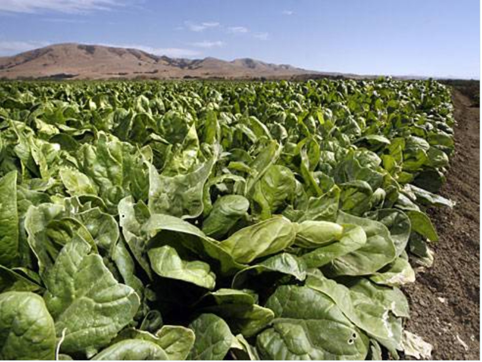 Spinach Field Natural Selections Farms