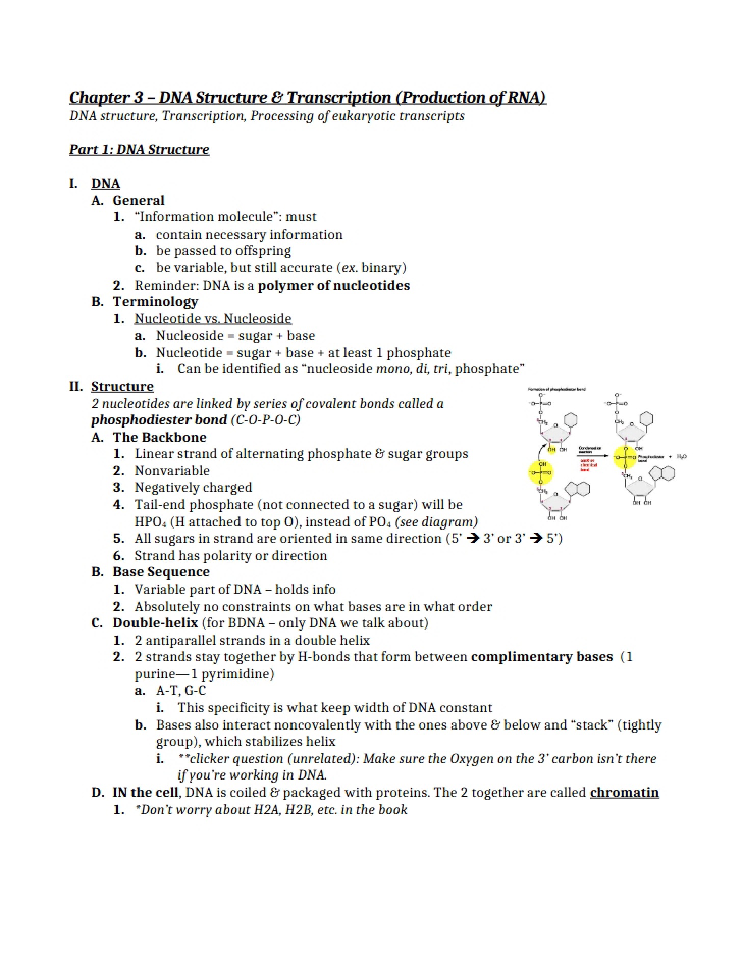 RNA Production Transcription and DNA Structure (Ch 3)