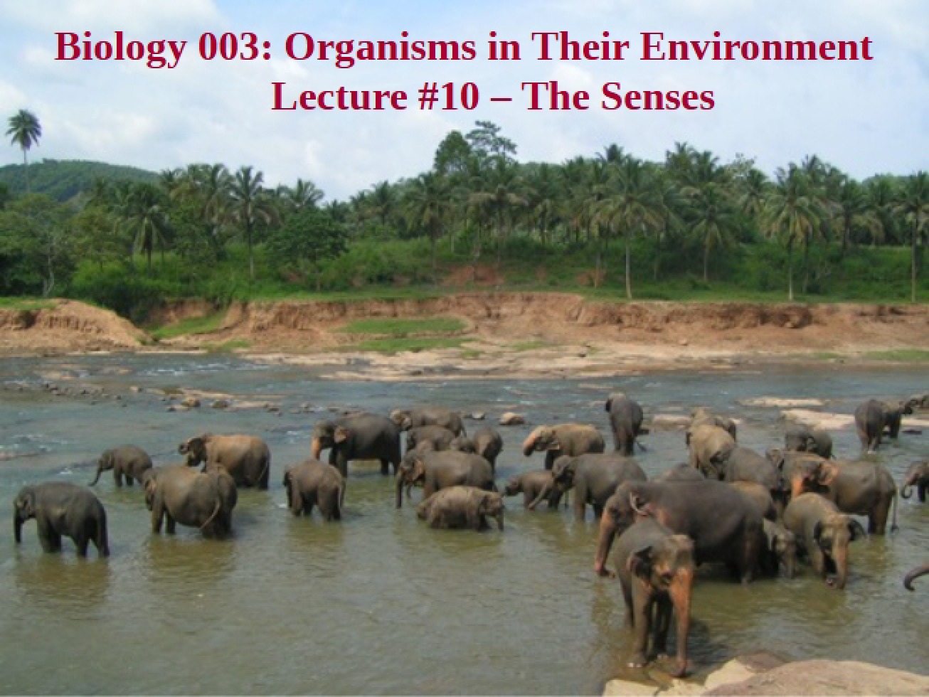 Lecture 10 Sensory Systems