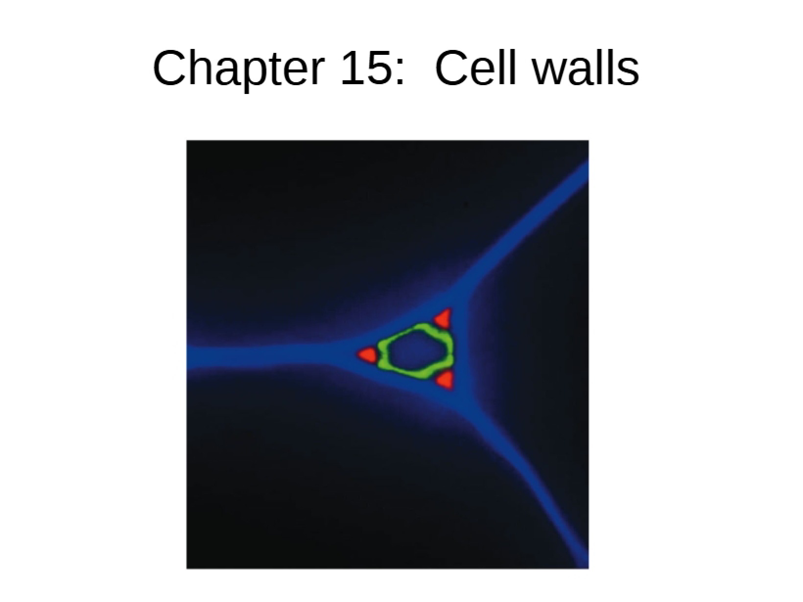 Cell Walls (Chapter 15)